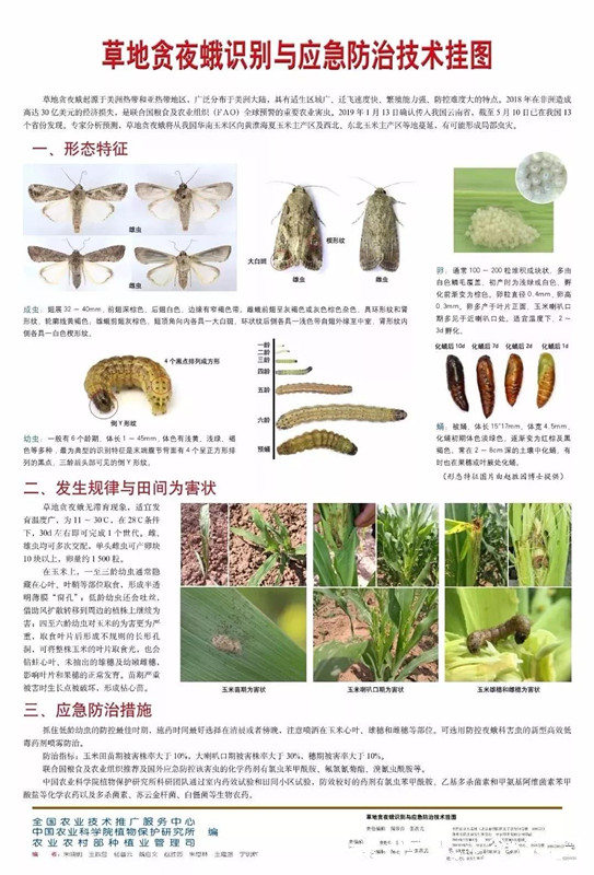 高空測報燈防治草地貪夜蛾3